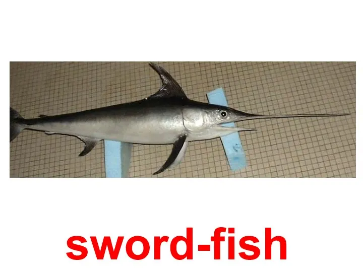 sword-fish