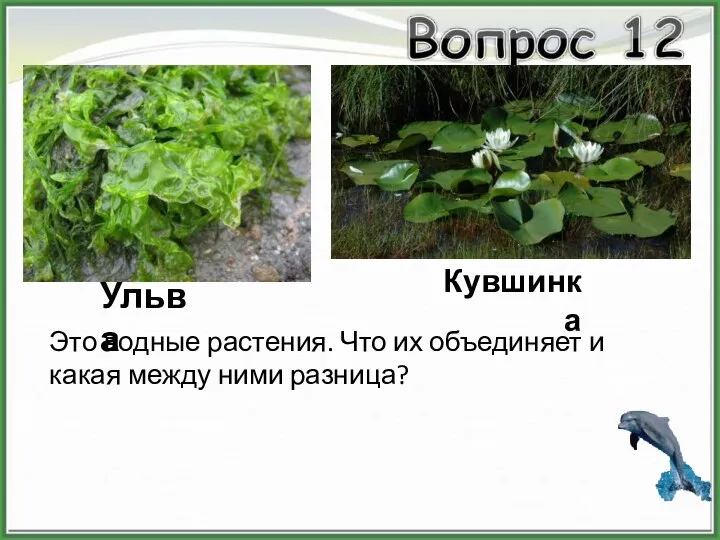 Ульва Кувшинка Это водные растения. Что их объединяет и какая между ними разница?