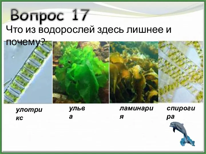 улотрикс ульва ламинария спирогира Что из водорослей здесь лишнее и почему?