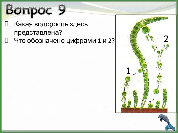 Какая водоросль здесь представлена? Что обозначено цифрами 1 и 2? 1 2