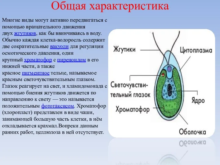 Многие виды могут активно передвигаться с помощью вращательного движения двух жгутиков, как