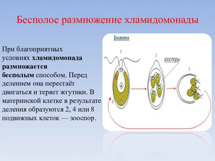 Бесполое размножение хламидомонады При благоприятных условиях хламидомонада размножается бесполым способом. Перед делением