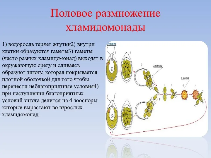 Половое размножение хламидомонады 1) водоросль теряет жгутки2) внутри клетки образуются гаметы3) гаметы