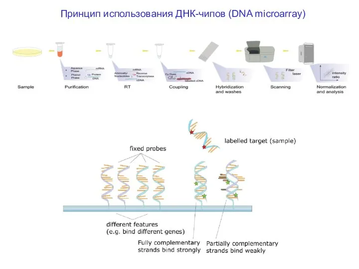 Принцип использования ДНК-чипов (DNA microarray)