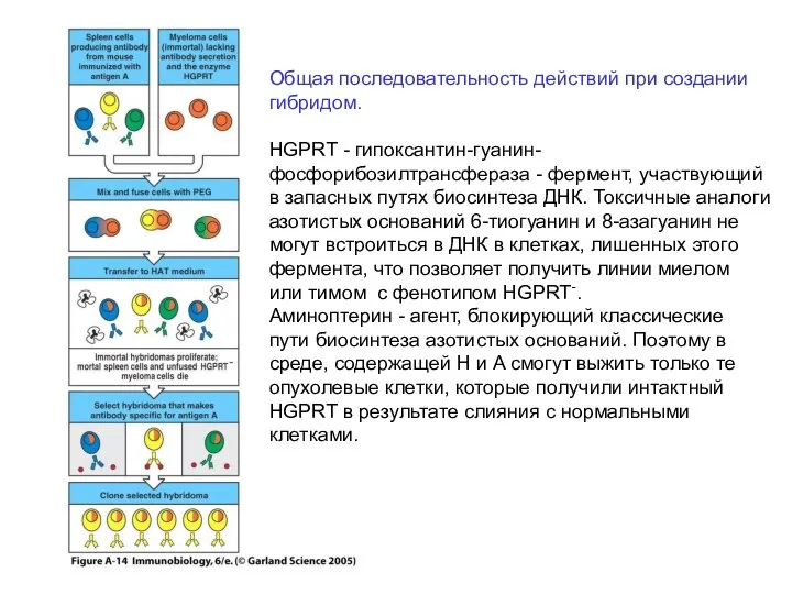 Общая последовательность действий при создании гибридом. HGPRT - гипоксантин-гуанин- фосфорибозилтрансфераза - фермент,