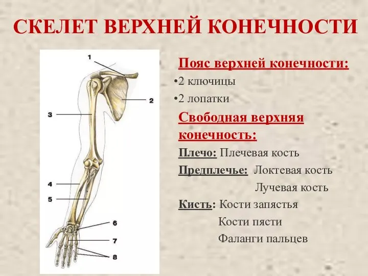 СКЕЛЕТ ВЕРХНЕЙ КОНЕЧНОСТИ Пояс верхней конечности: 2 ключицы 2 лопатки Свободная верхняя