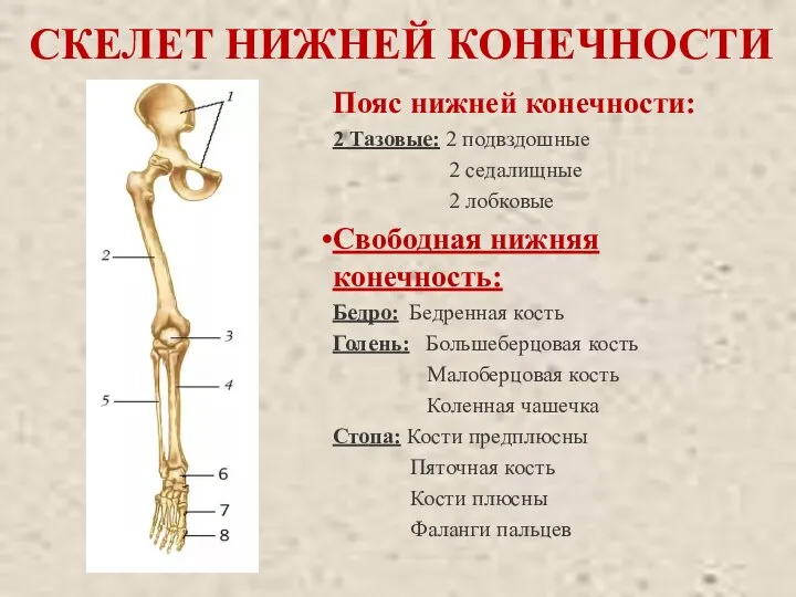 СКЕЛЕТ НИЖНЕЙ КОНЕЧНОСТИ Пояс нижней конечности: 2 Тазовые: 2 подвздошные 2 седалищные