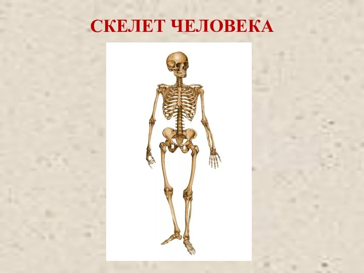 СКЕЛЕТ ЧЕЛОВЕКА