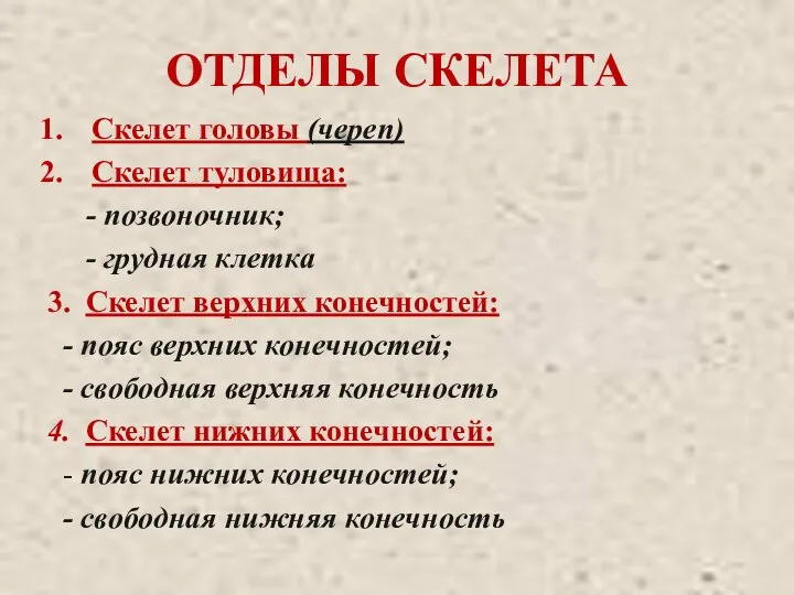 ОТДЕЛЫ СКЕЛЕТА Скелет головы (череп) Скелет туловища: - позвоночник; - грудная клетка