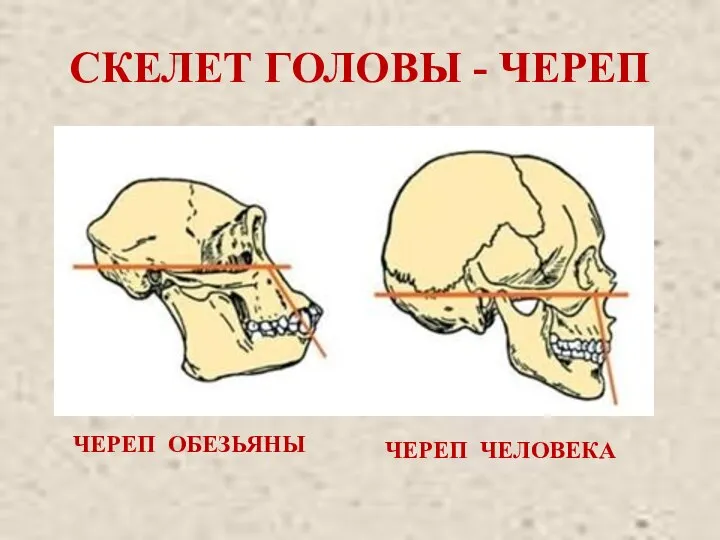 СКЕЛЕТ ГОЛОВЫ - ЧЕРЕП ЧЕРЕП ОБЕЗЬЯНЫ ЧЕРЕП ЧЕЛОВЕКА