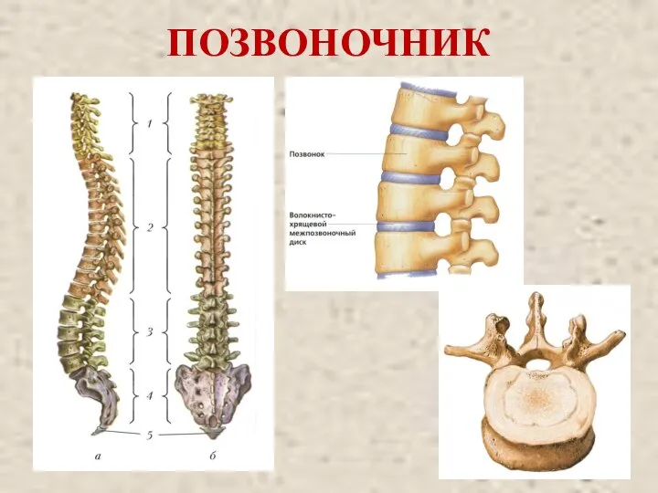 ПОЗВОНОЧНИК