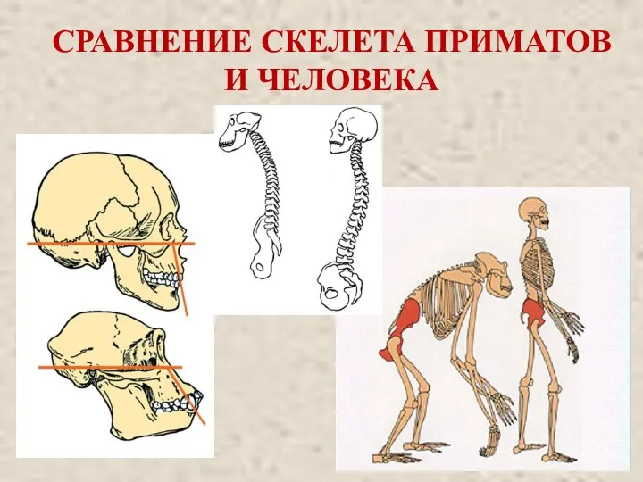 СРАВНЕНИЕ СКЕЛЕТА ПРИМАТОВ И ЧЕЛОВЕКА