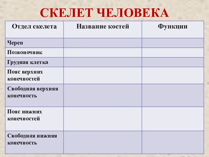 СКЕЛЕТ ЧЕЛОВЕКА