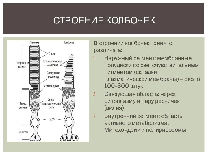 СТРОЕНИЕ КОЛБОЧЕК В строении колбочек принято различать: Наружный сегмент: мембранные полудиски со