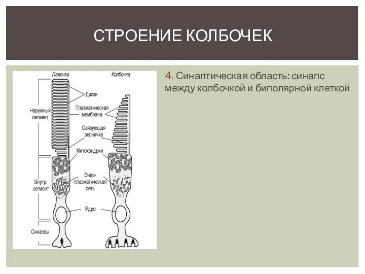 СТРОЕНИЕ КОЛБОЧЕК 4. Синаптическая область: синапс между колбочкой и биполярной клеткой