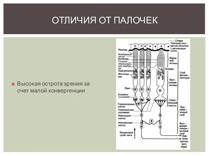 Высокая острота зрения за счет малой конвергенции ОТЛИЧИЯ ОТ ПАЛОЧЕК