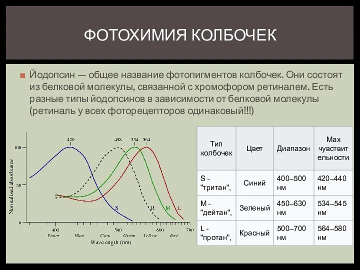 ФОТОХИМИЯ КОЛБОЧЕК Йодопсин — общее название фотопигментов колбочек. Они состоят из белковой