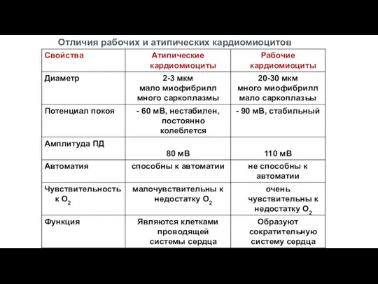 Отличия рабочих и атипических кардиомиоцитов