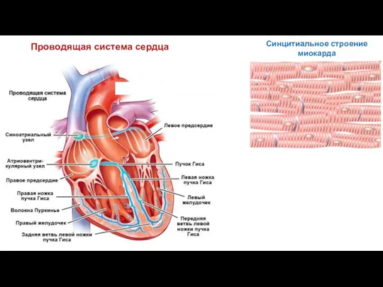 Проводящая система сердца Синцитиальное строение миокарда