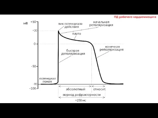 ПД рабочего кардиомиоцита