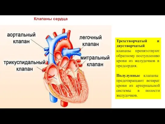 Клапаны сердца Трехстворчатый и двустворчатый клапаны препятствуют обратному поступлению крови из желудочков