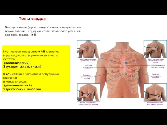 Тоны сердца I тон связан с закрытием АВ-клапанов (предсердно-желудочковых) в начале систолы.