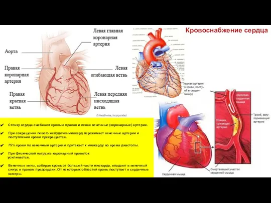 Кровоснабжение сердца Стенку сердца снабжают кровью правая и левая венечные (коронарные) артерии.