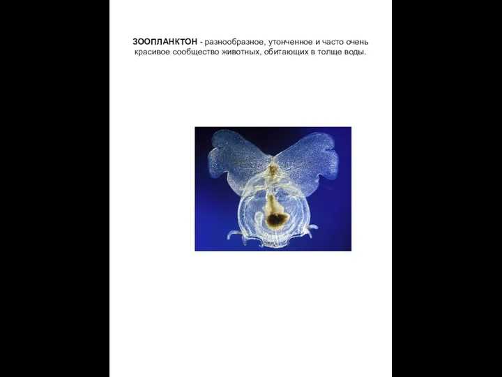 ЗООПЛАНКТОН - разнообразное, утонченное и часто очень красивое сообщество животных, обитающих в толще воды.