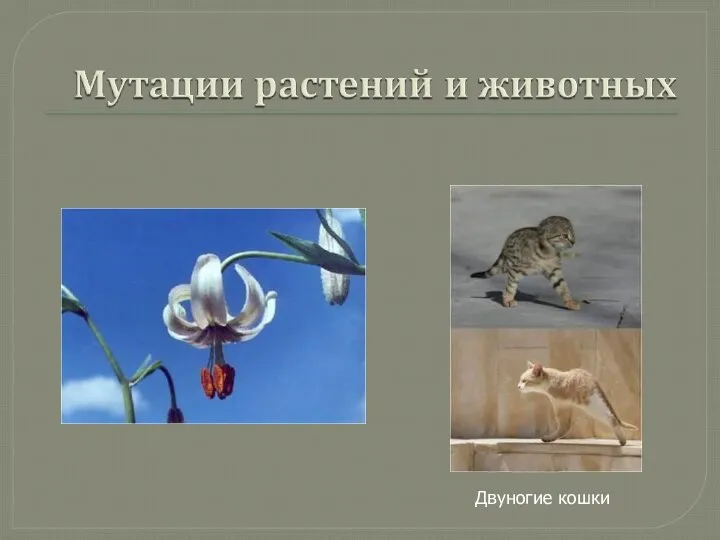 Двуногие кошки