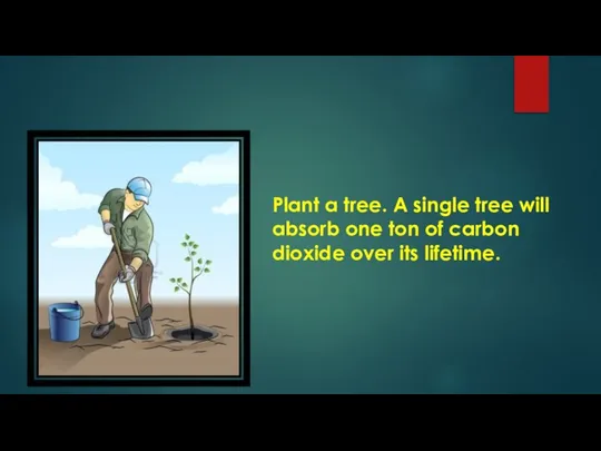 Plant a tree. A single tree will absorb one ton of carbon dioxide over its lifetime.