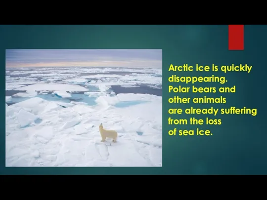 Arctic ice is quickly disappearing. Polar bears and other animals are already