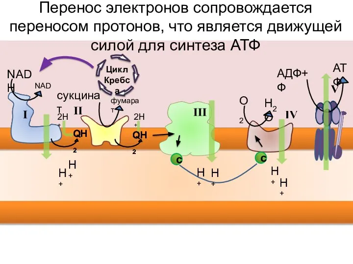 NAD+ NADH фумарат сукцинат H2O О2 QH2 QH2 Перенос электронов сопровождается переносом