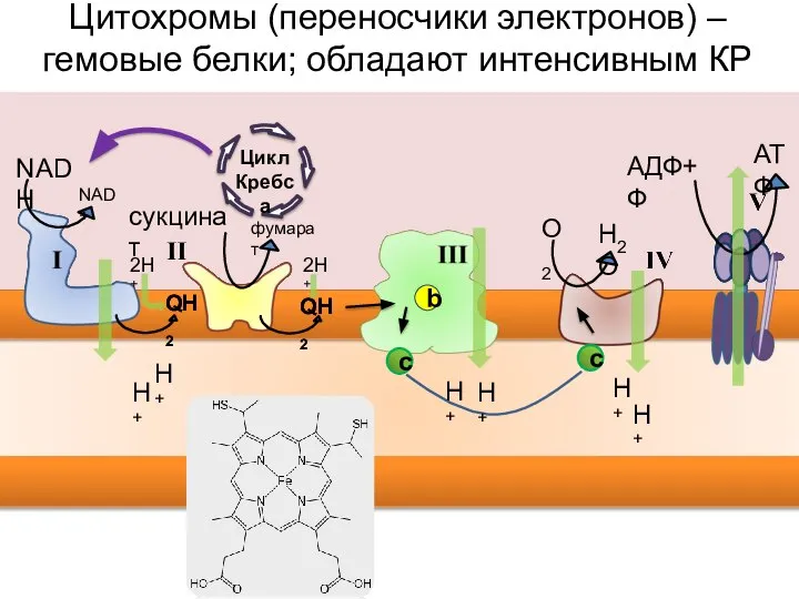NAD+ NADH фумарат сукцинат H2O О2 QH2 QH2 Цитохромы (переносчики электронов) –