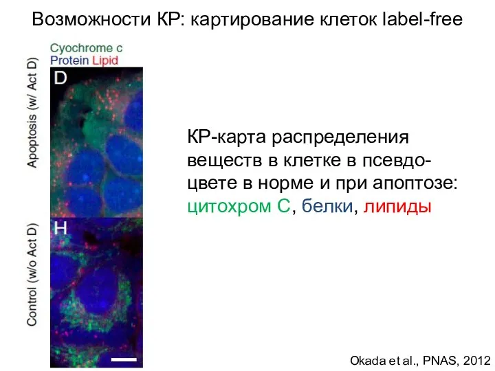 Okada et al., PNAS, 2012 КР-карта распределения веществ в клетке в псевдо-цвете