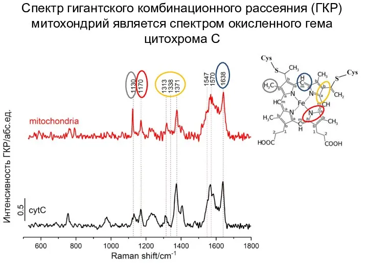 Спектр гигантского комбинационного рассеяния (ГКР) митохондрий является спектром окисленного гема цитохрома C