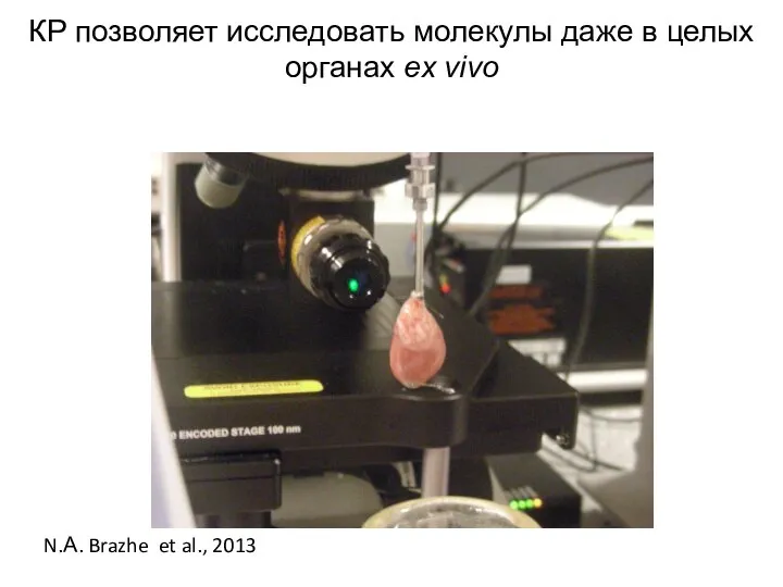 КР позволяет исследовать молекулы даже в целых органах ex vivo N.А. Brazhe et al., 2013