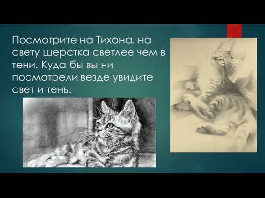 Посмотрите на Тихона, на свету шерстка светлее чем в тени. Куда бы