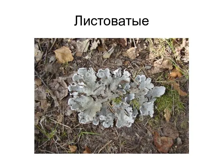 Листоватые