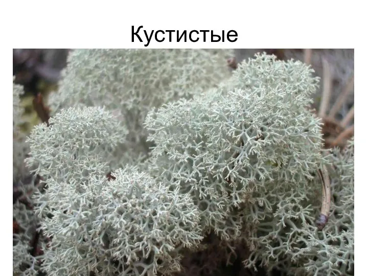 Кустистые