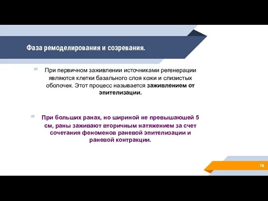 Фаза ремоделирования и созревания. При первичном заживлении источниками регенерации являются клетки базального