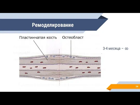 Ремоделирование 3-4 месяца – ∞