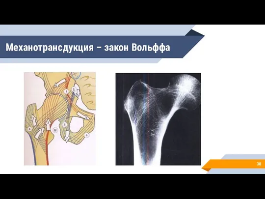 Механотрансдукция – закон Вольффа