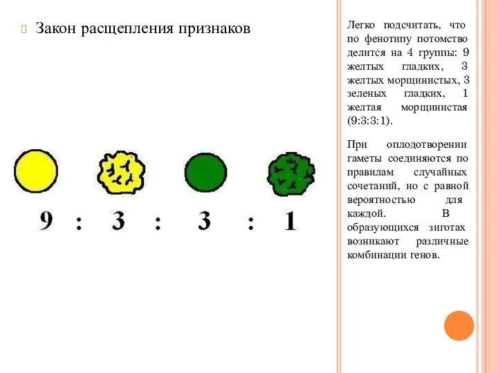 Легко подсчитать, что по фенотипу потомство делится на 4 группы: 9 желтых
