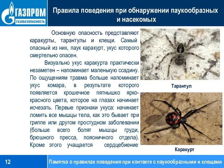 Основную опасность представляют каракурты, тарантулы и клещи. Самый опасный из них, паук