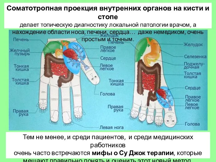 Соматотропная проекция внутренних органов на кисти и стопе делает топическую диагностику локальной