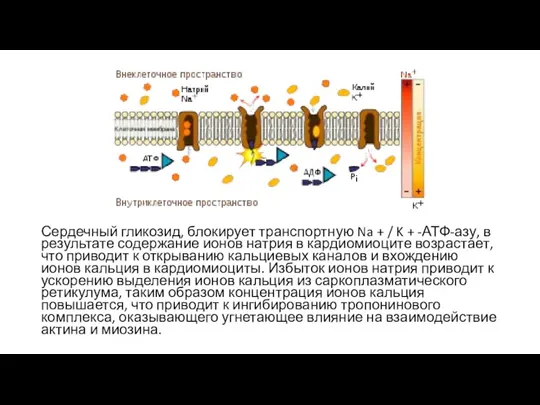 Сердечный гликозид, блокирует транспортную Na + / K + -АТФ-азу, в результате