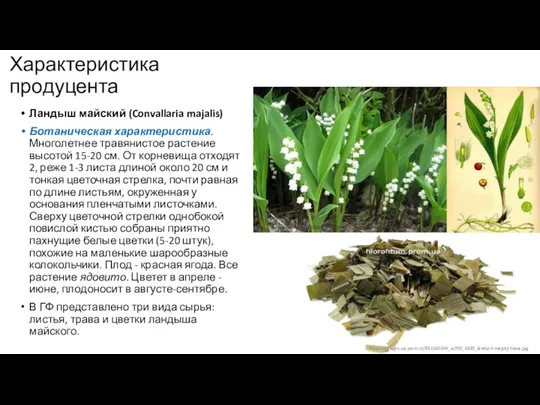 Характеристика продуцента Ландыш майский (Convallaria majalis) Ботаническая характеристика. Многолетнее травянистое растение высотой