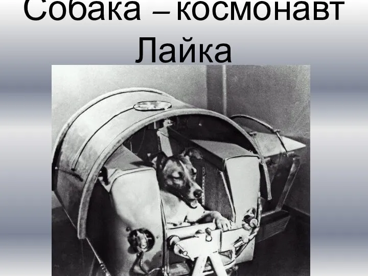 Собака – космонавт Лайка