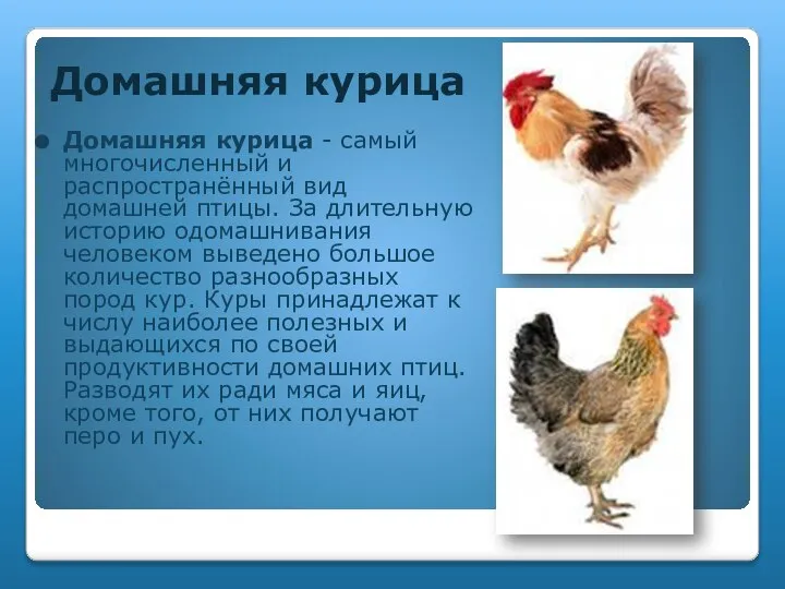 Домашняя курица Домашняя курица - самый многочисленный и распространённый вид домашней птицы.