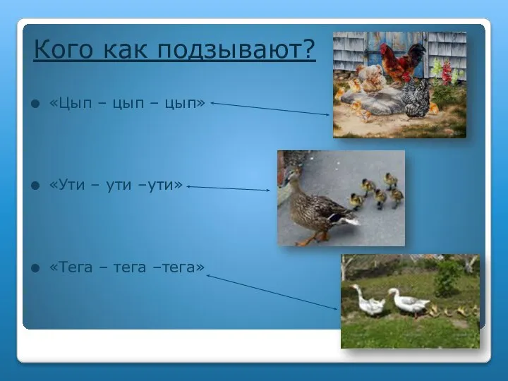 Кого как подзывают? «Цып – цып – цып» «Ути – ути –ути» «Тега – тега –тега»